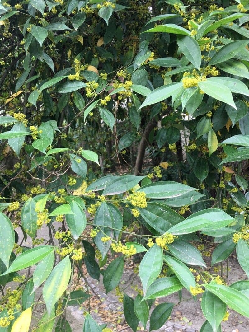 Cocculus 7