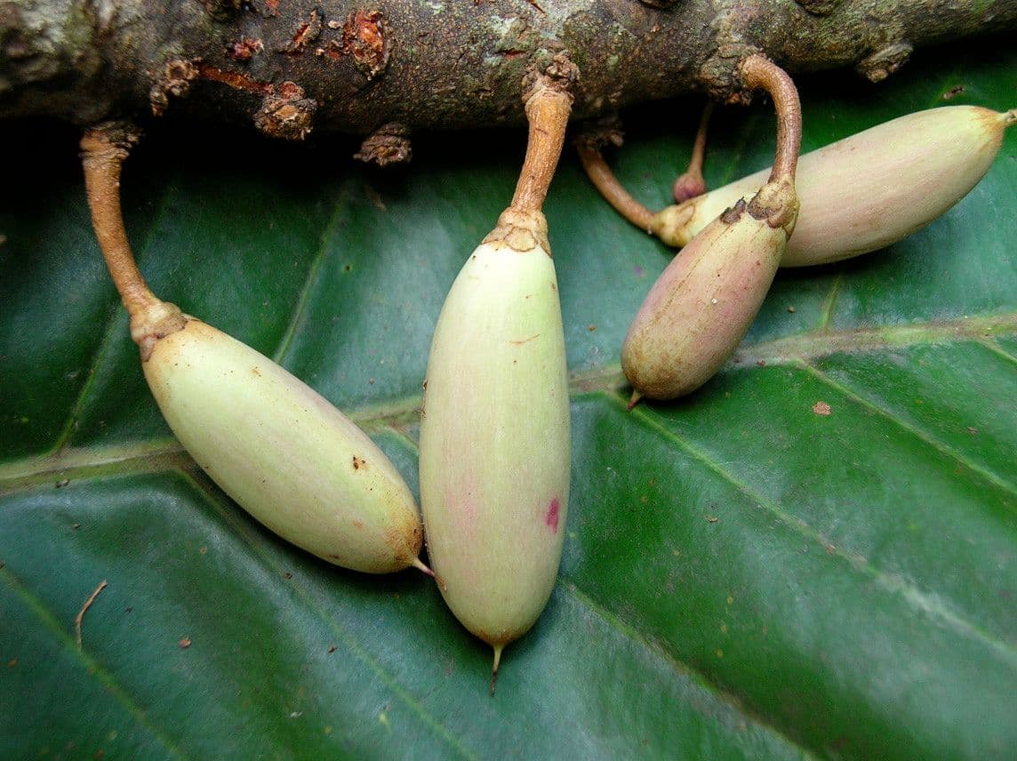Pycnandra balansae 5