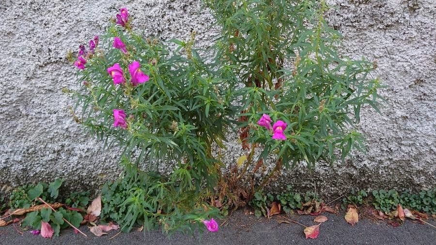 Bocca di leone comune 13