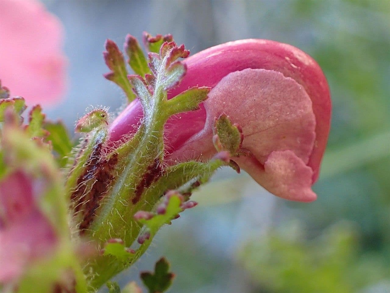 Pedicularis gyroflexa