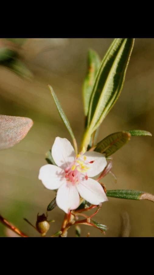Microlicia parviflora 2