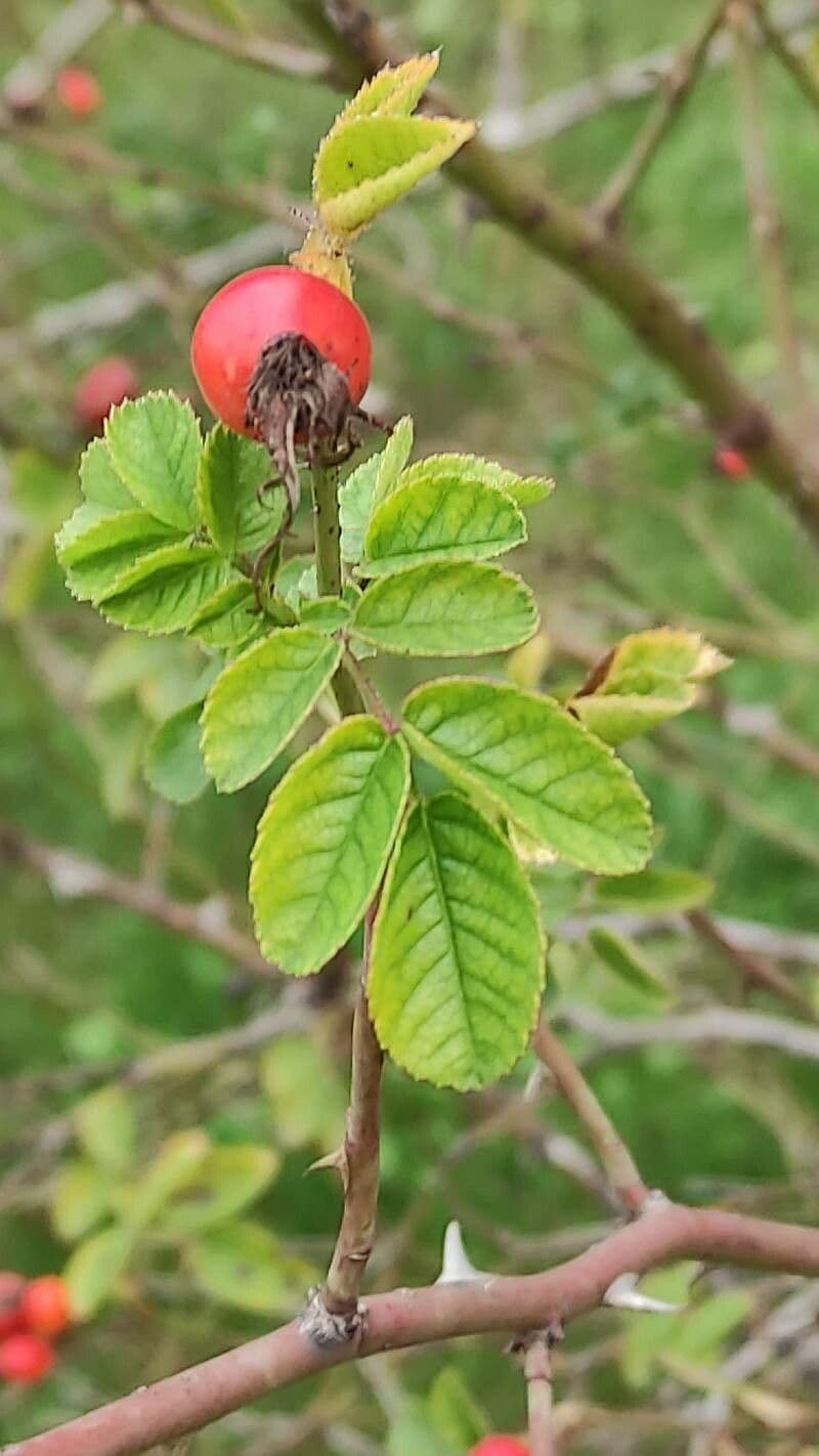 Rosa 4