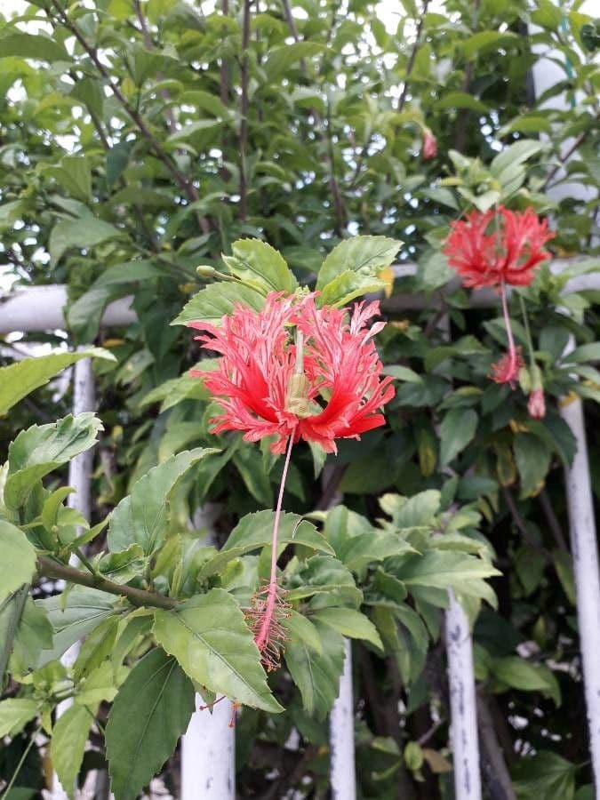 Hibiscus cispadanus
