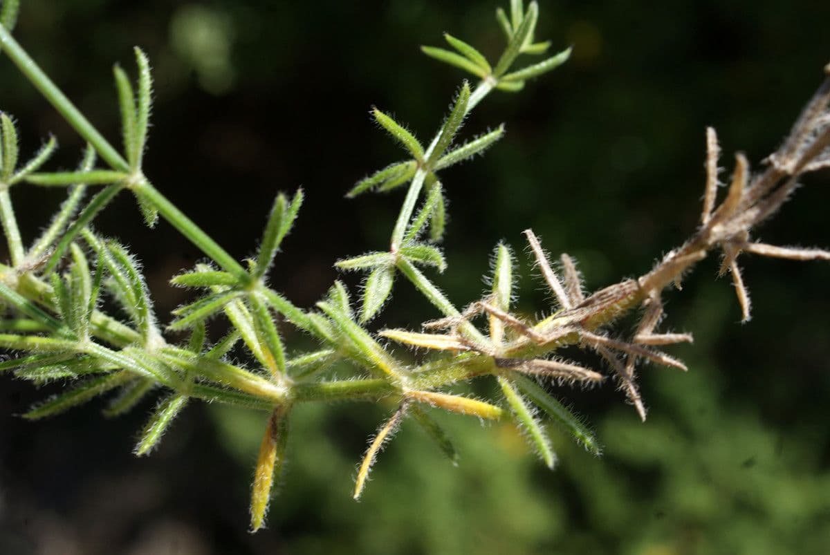 Asperula hirsuta 14