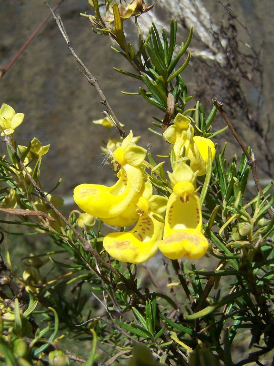 Calceolaria