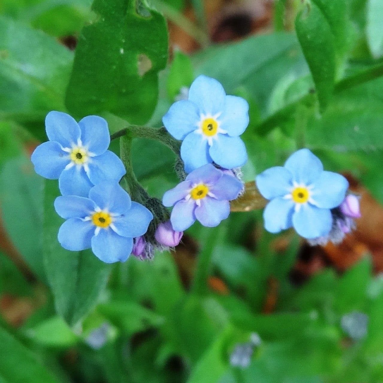 Myosotis décombant 5