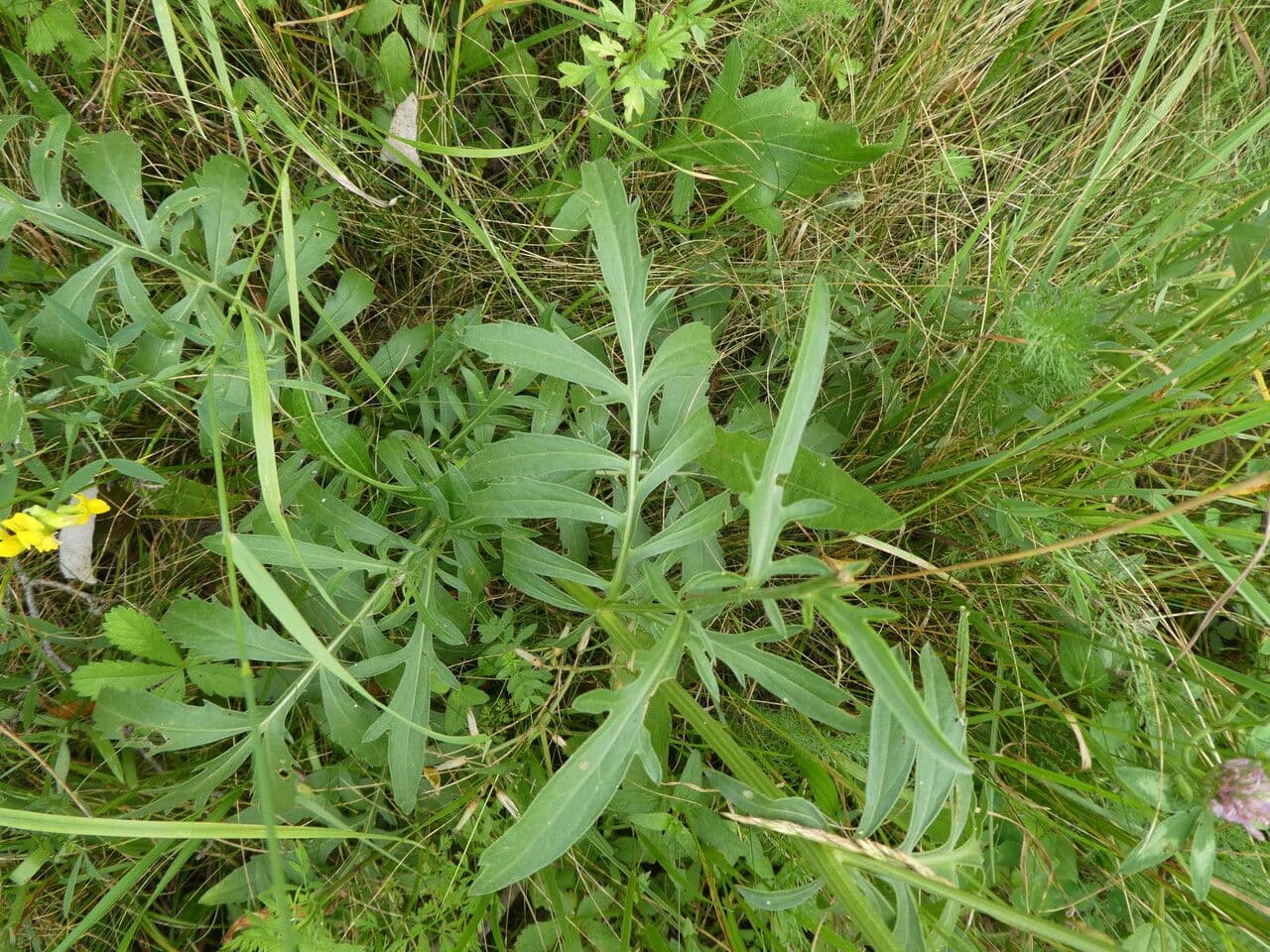 Centaurea vedovina 14