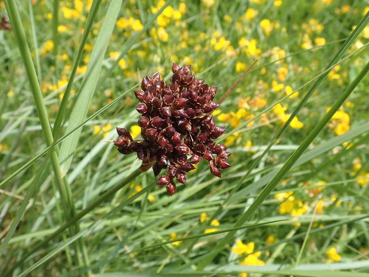 Stechende Binse 9