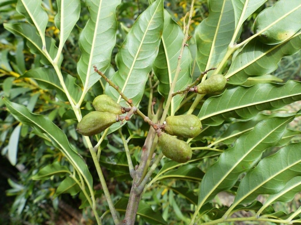 Lepidocupania 2