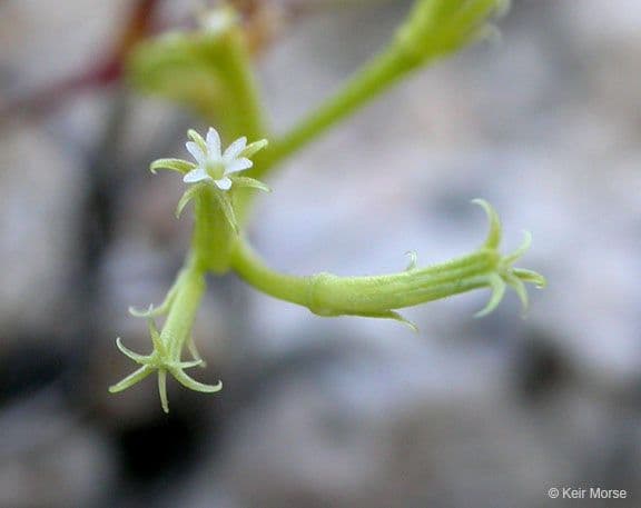 Chorizanthe brevicornu 5