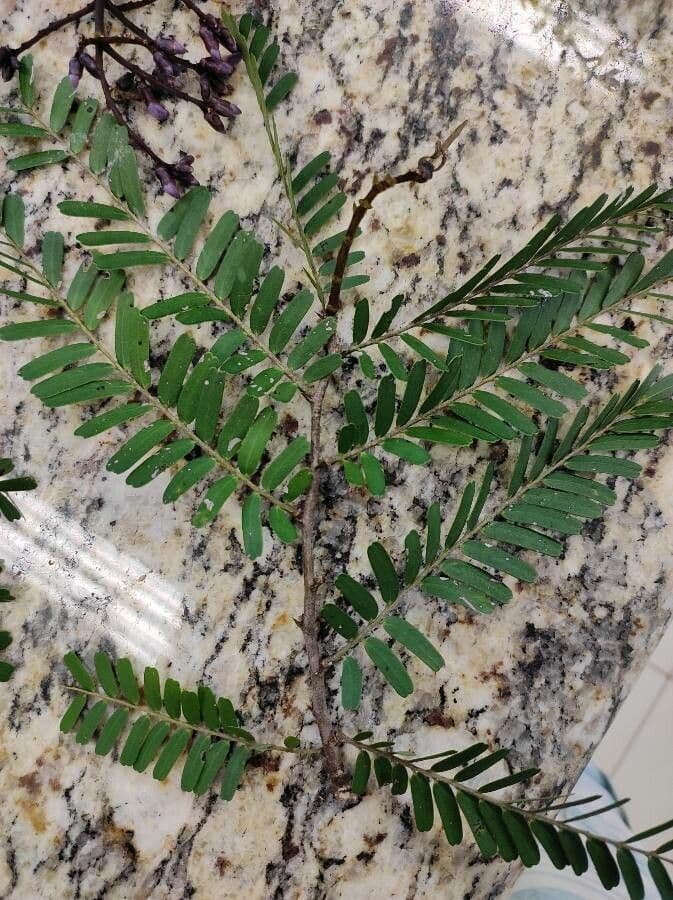 Machaerium spinoso 10
