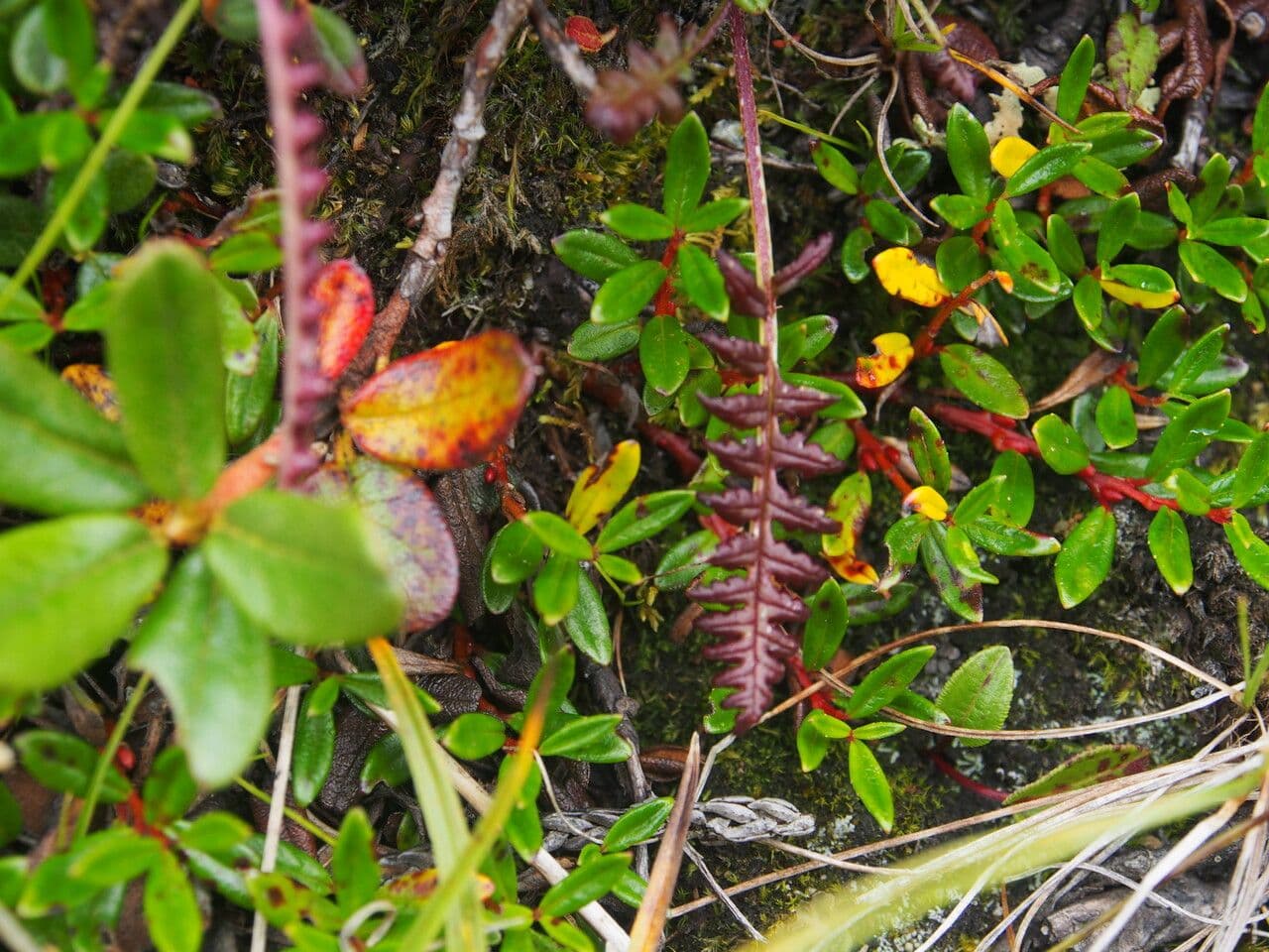 Pedicularis di Oeder 7