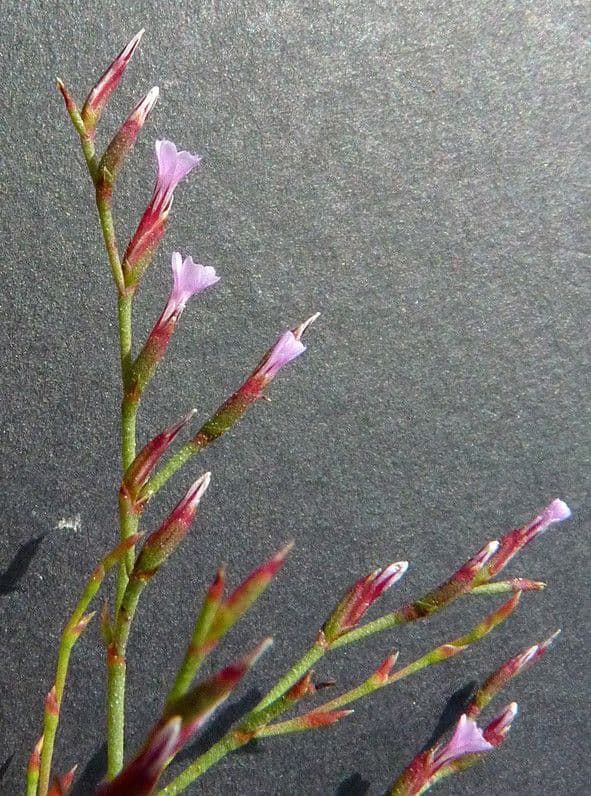 Limonium 2