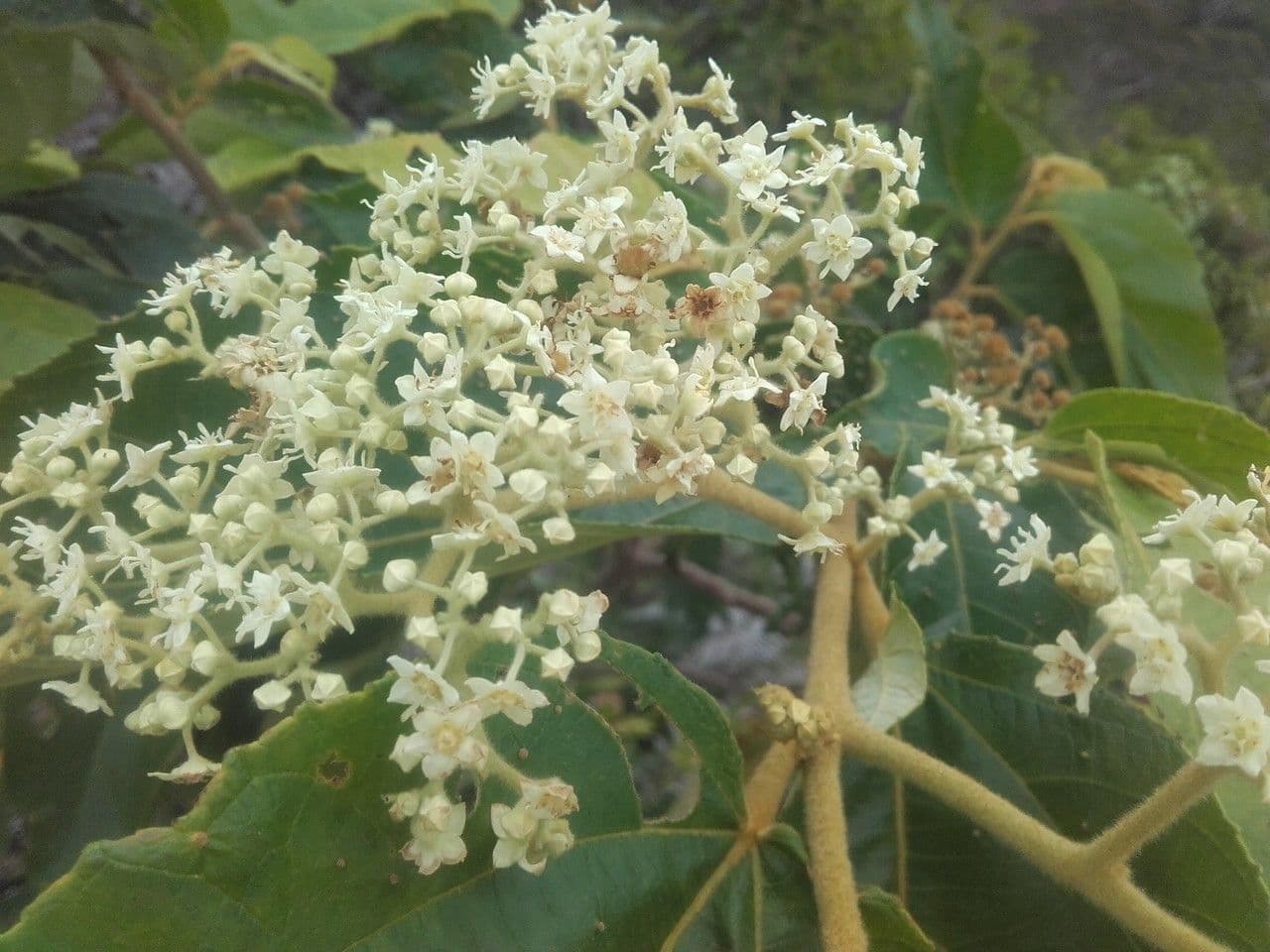 Commersonia bartramia 7