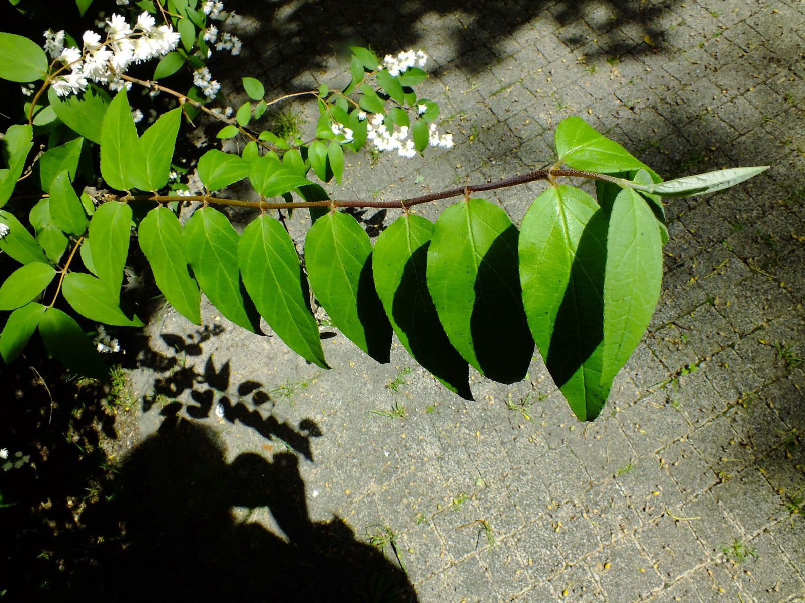 Deutzia scabra 17