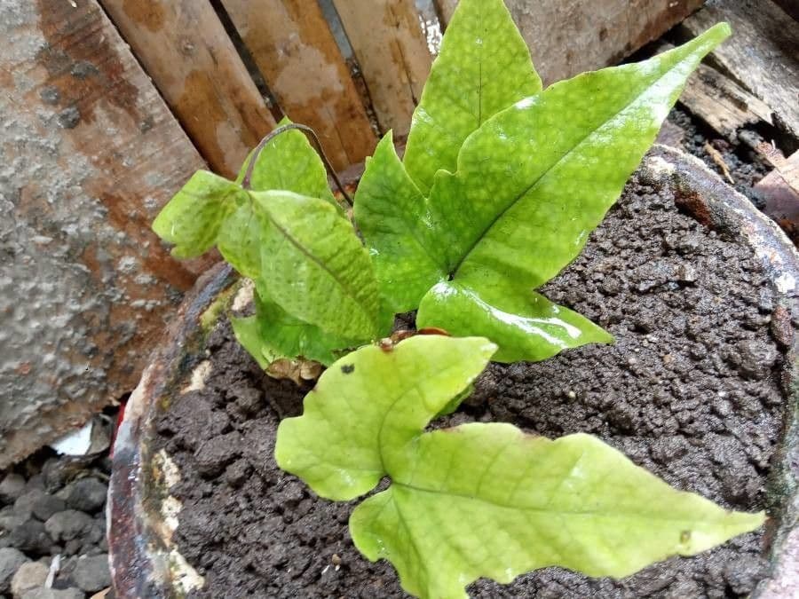 Tectaria heracleifolia 9