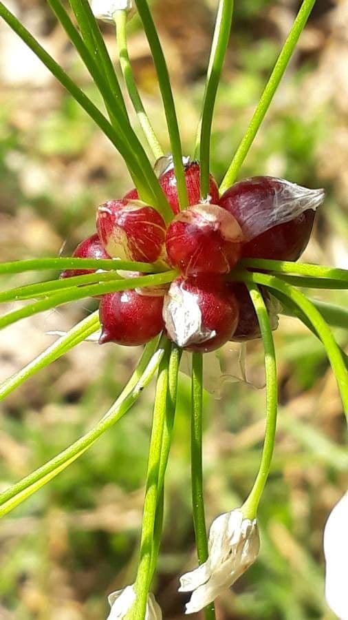 Aglio roseo 3