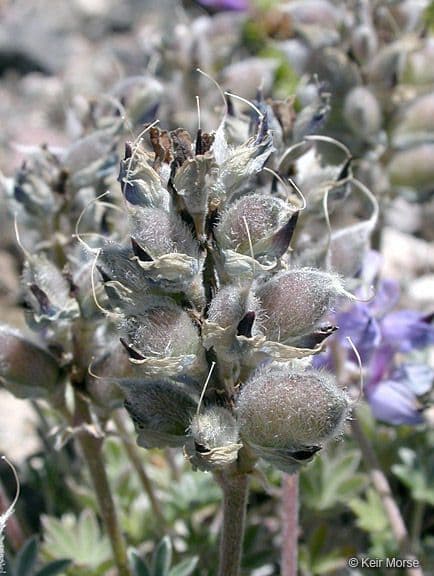 Donner See Lupine