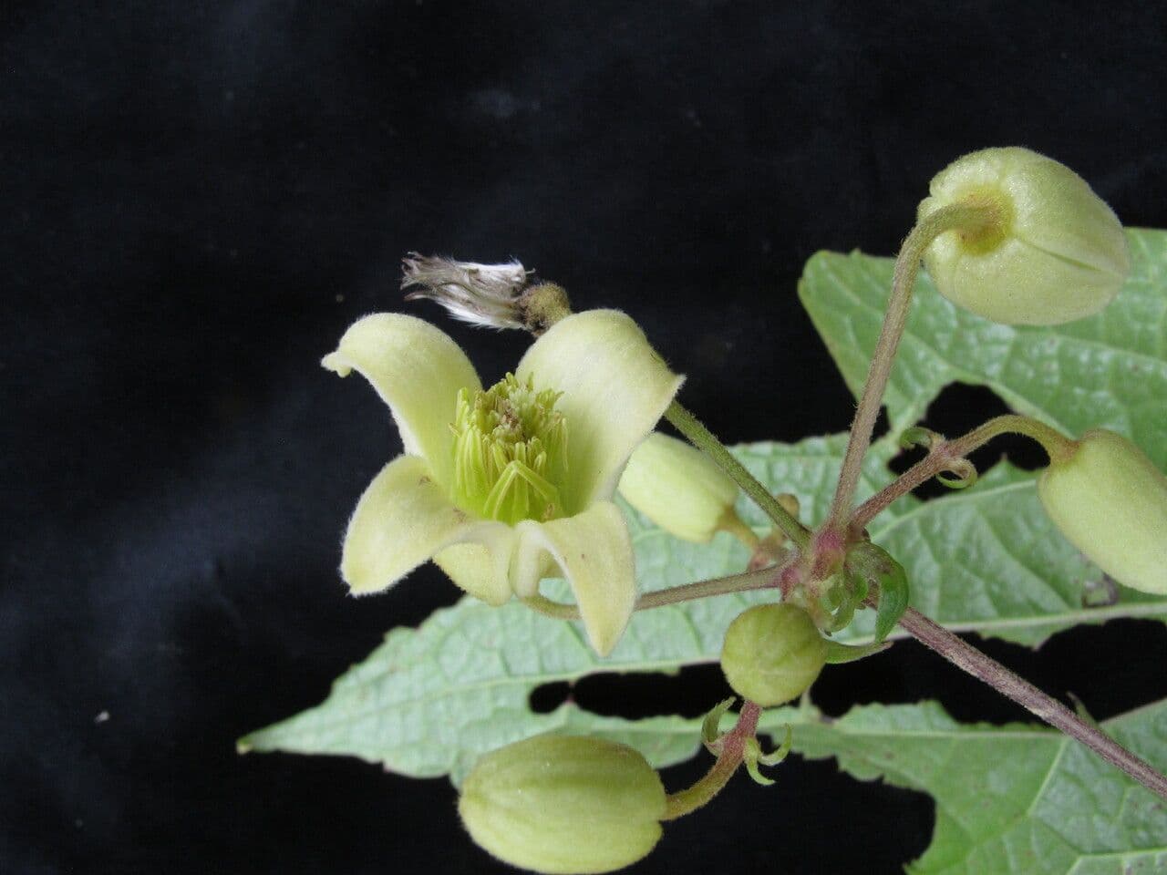 Clematis 5