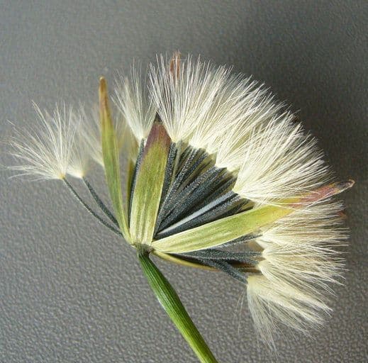 Cilantro de monte 3