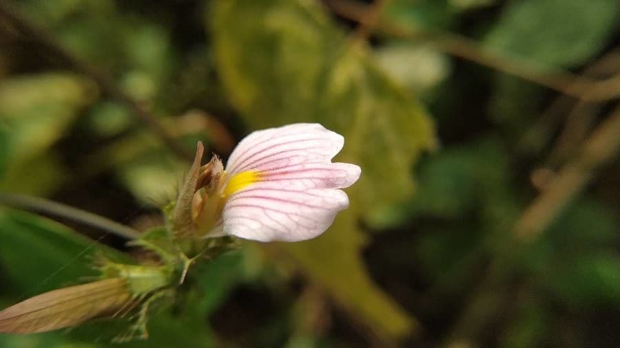 Blepharis maderaspatensis