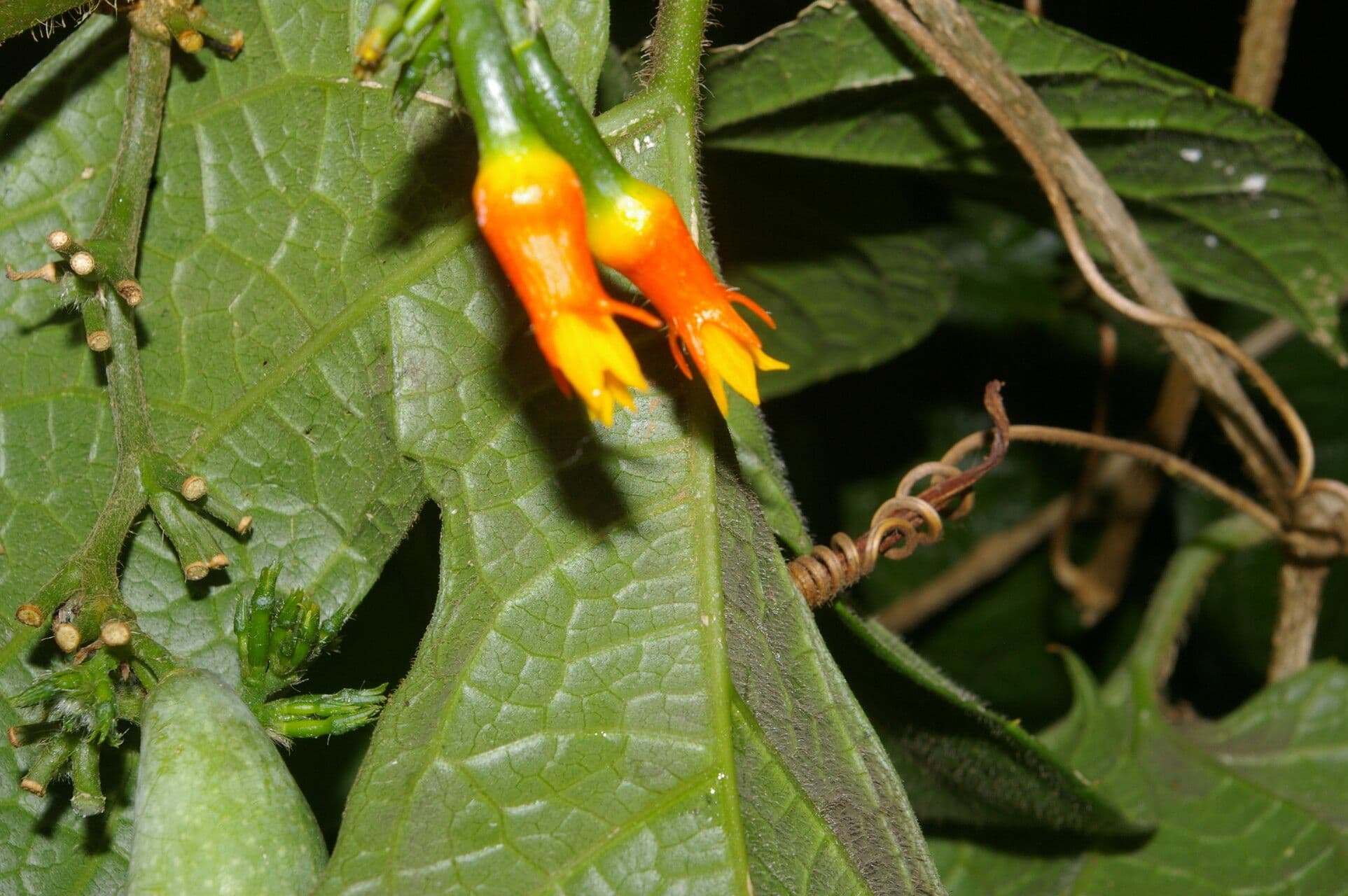 Calliandra 6