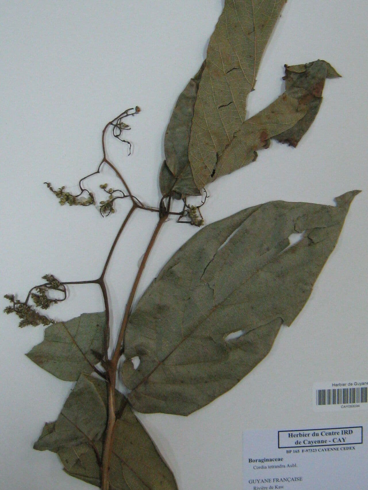 Cordia tetrandra 3