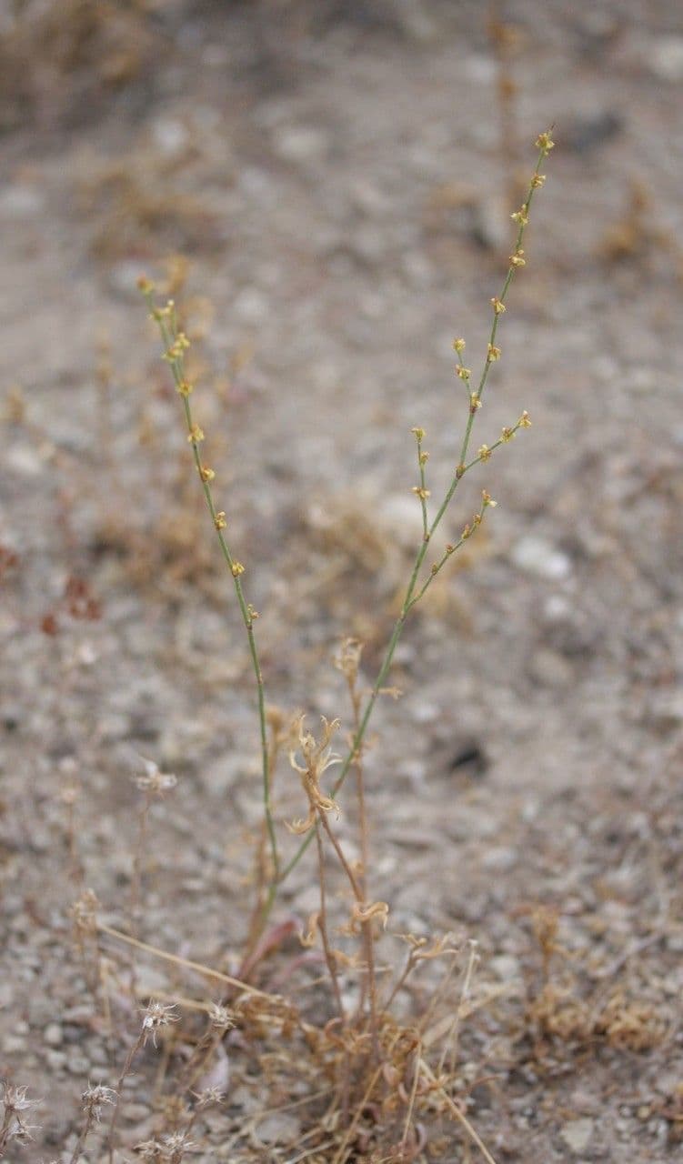 Grano saraceno snello 8