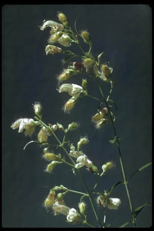 Keckiella a fiori corti 8