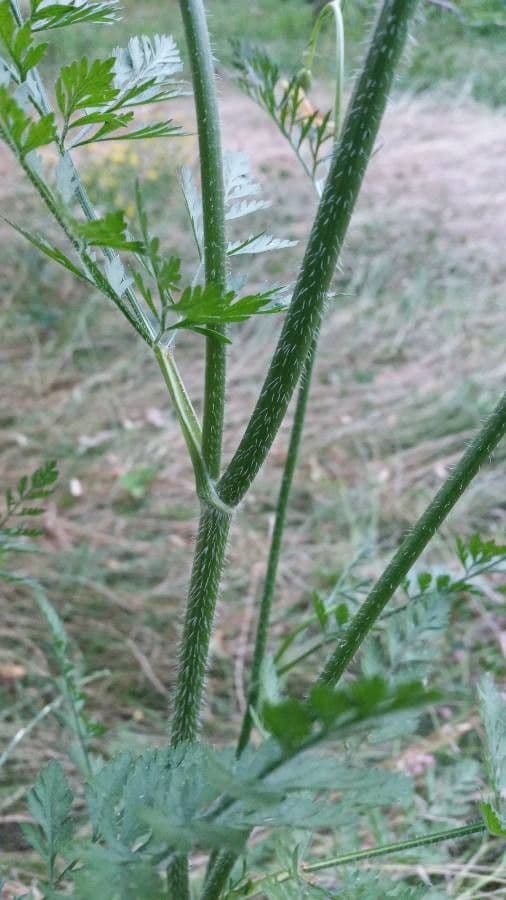 Carota 26
