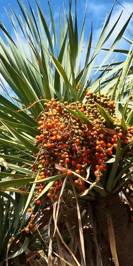 Dracaena