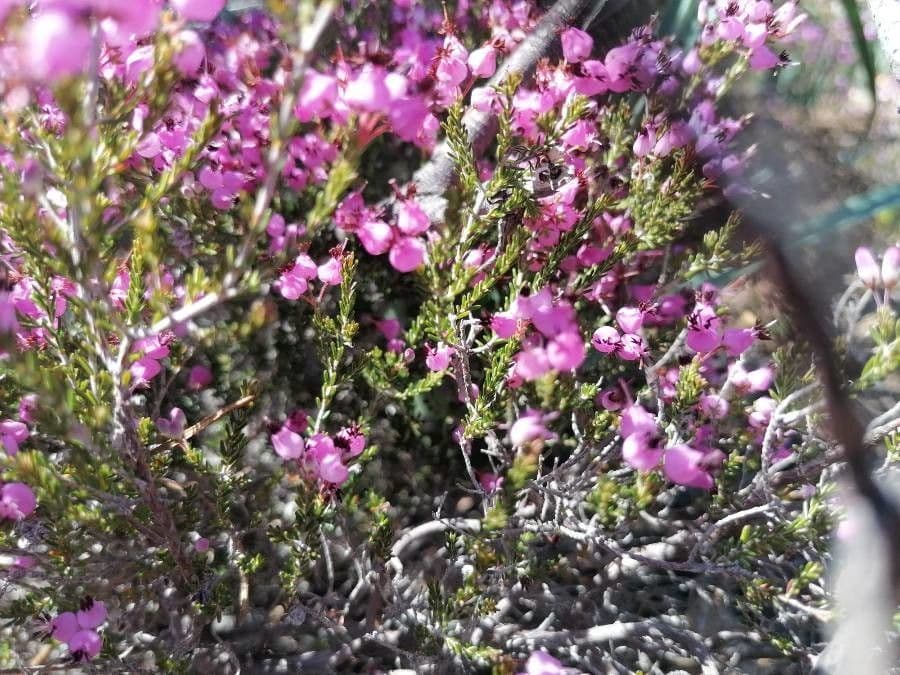 Spanische Glockenheide 15