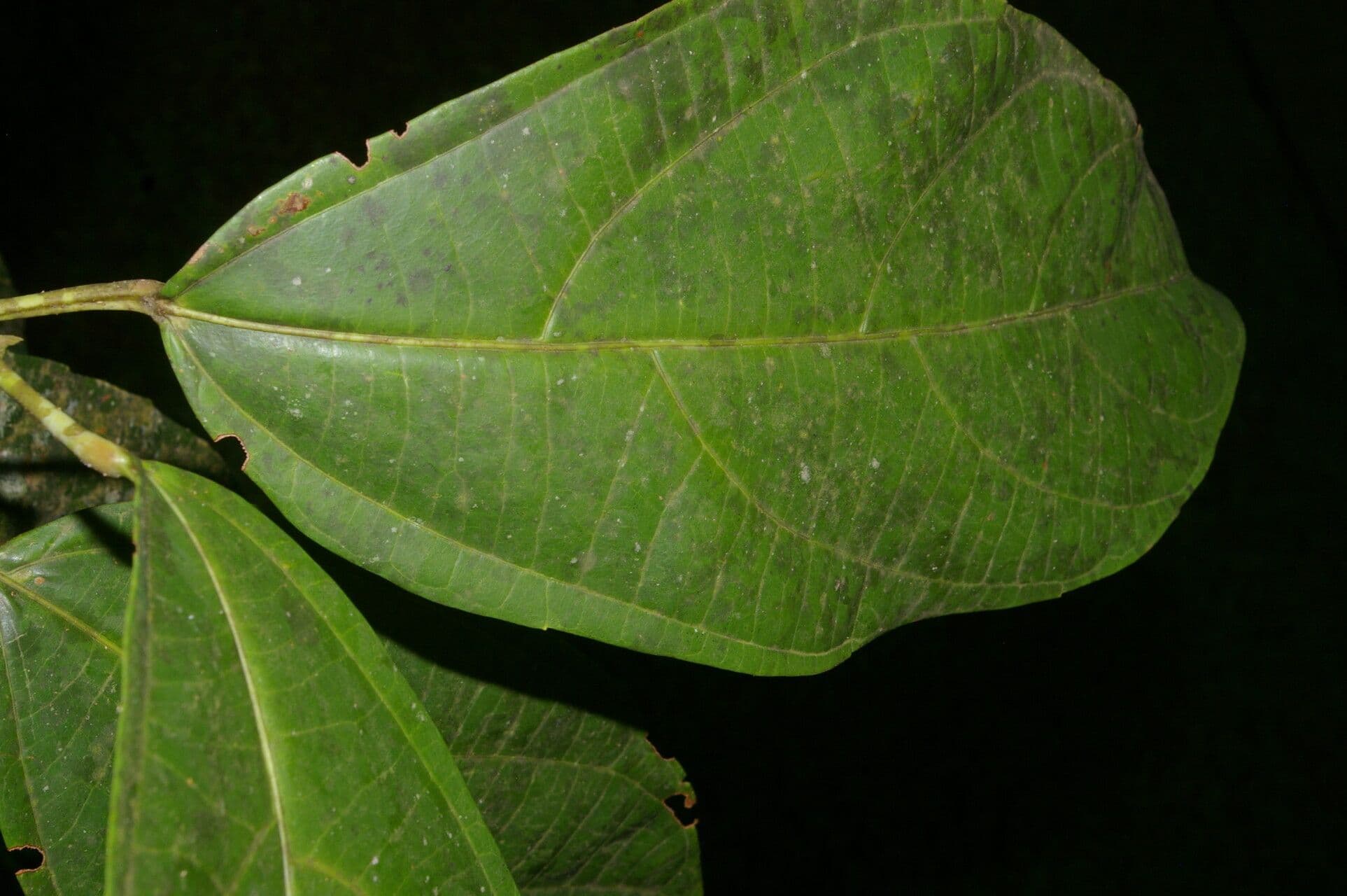 Achiotillo 9