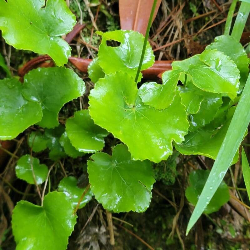 Galax urceolata 14