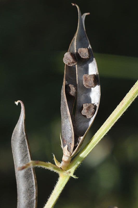 Veccia lathyroides 5