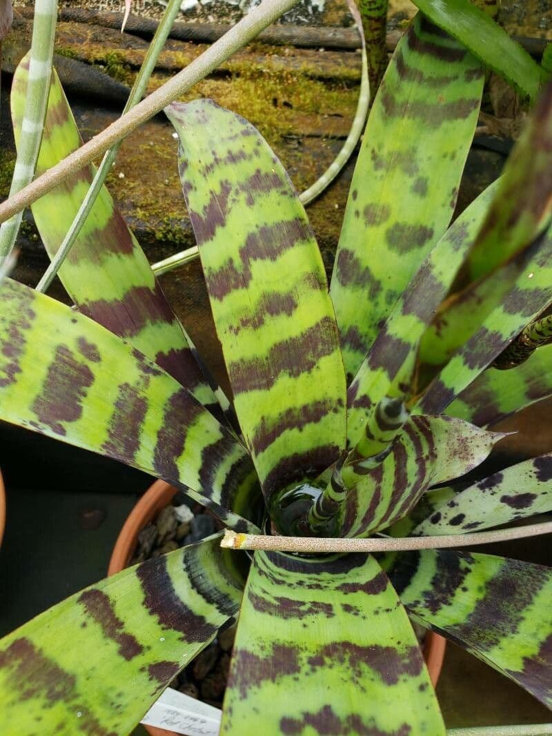 Vriesea 3