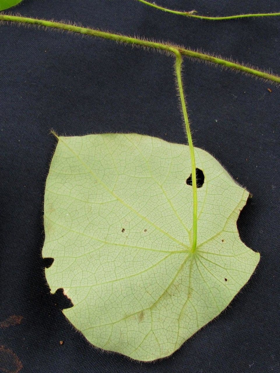 Cissampelos pareira 22