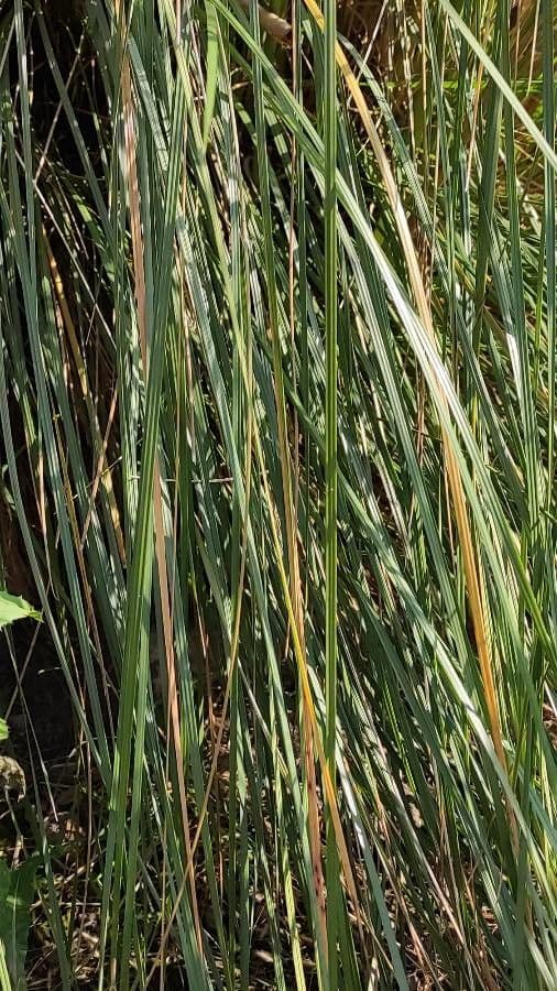 Stipa 11
