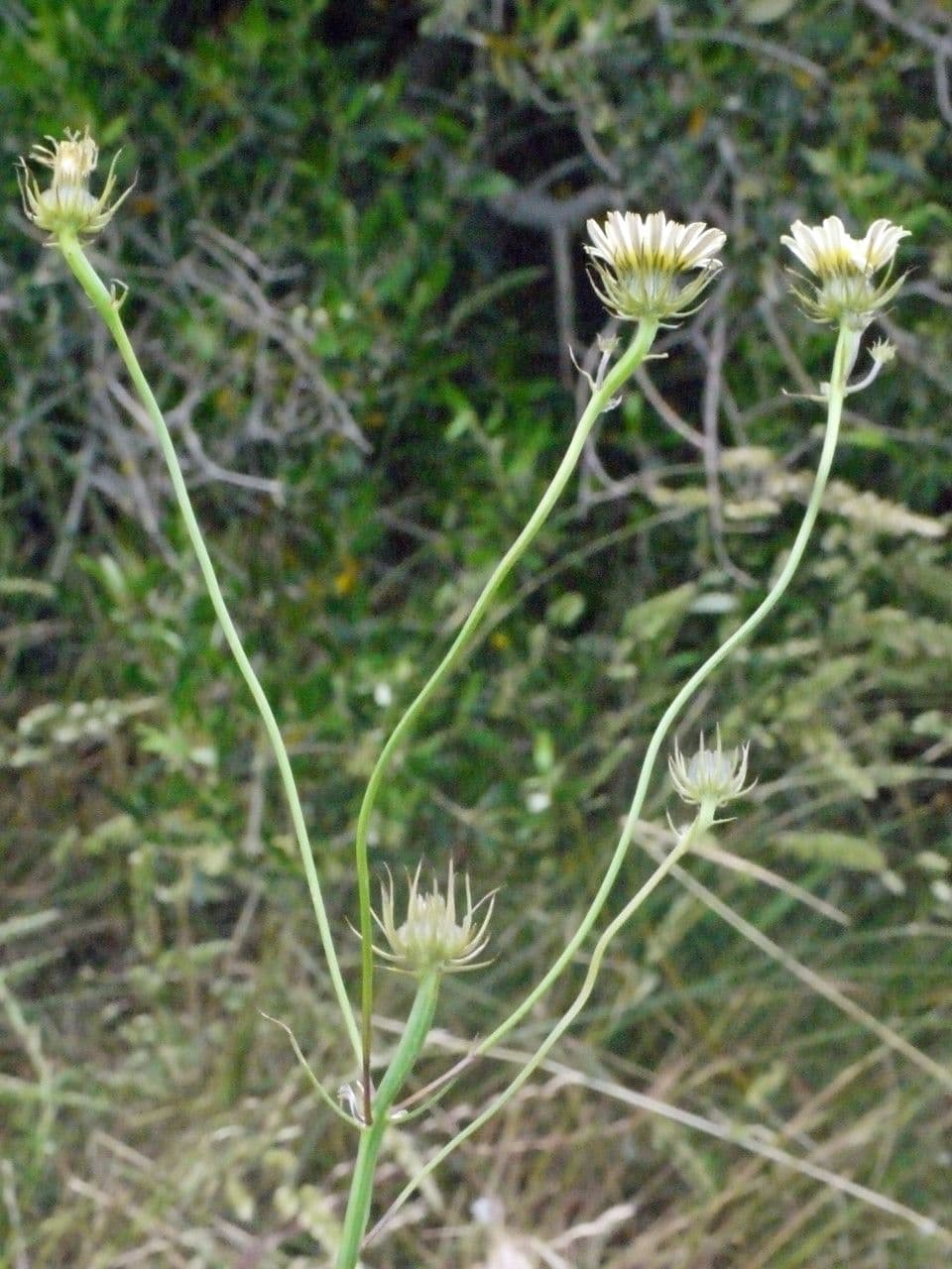 Tolpis barbata 27