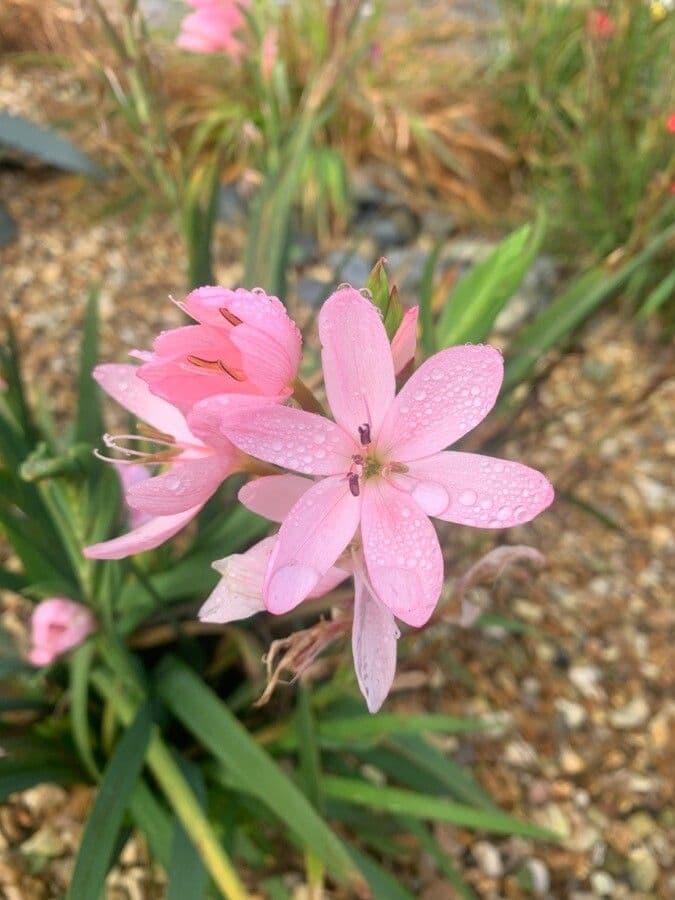 Hesperantha 6
