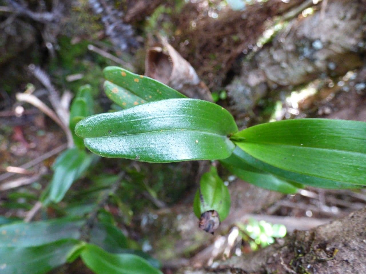 Angraecum 12