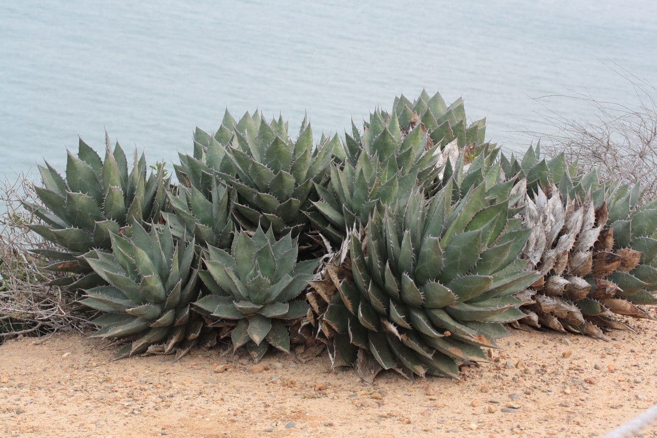 Agave di Shaw 7