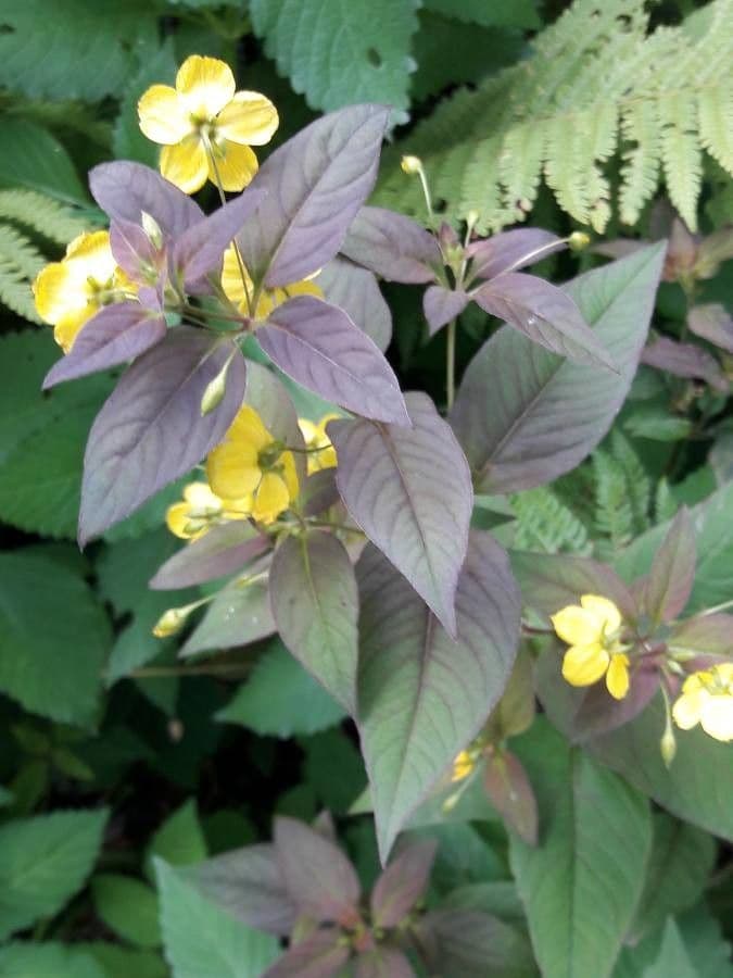 Lisimachia ciliata 14