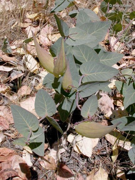 Asclepias 7