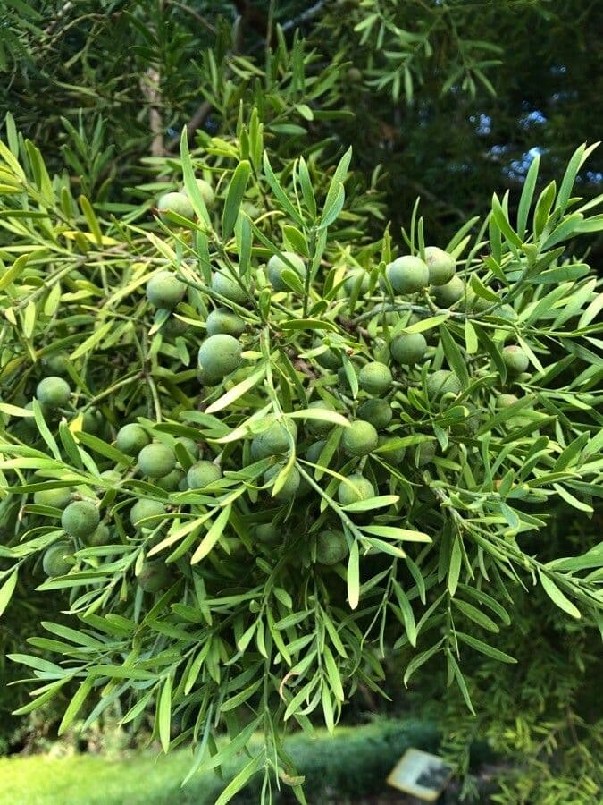 Afrocarpus falcatus 2