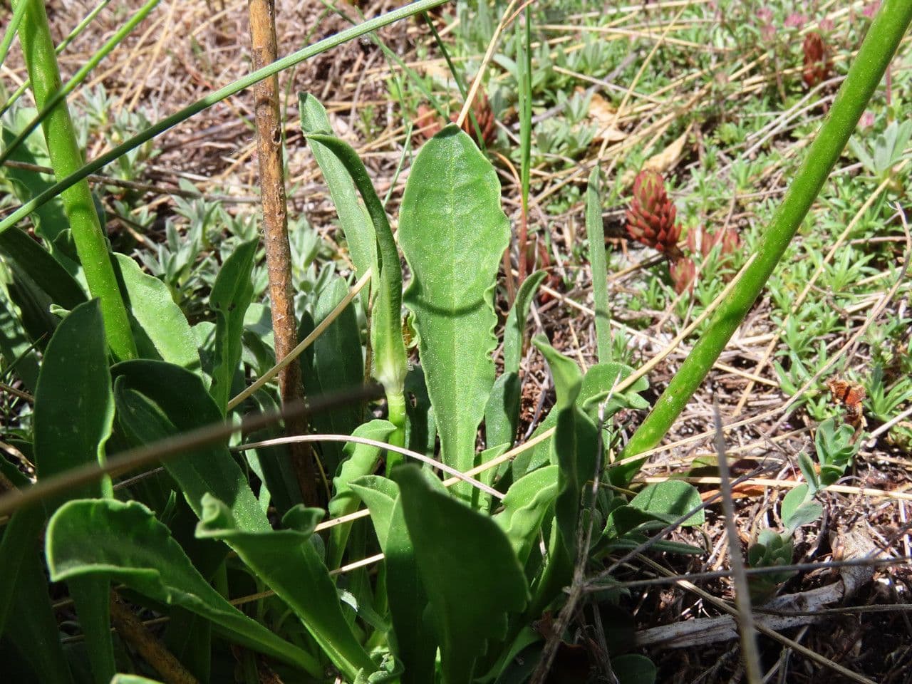 Saponaria bellidifolia 16