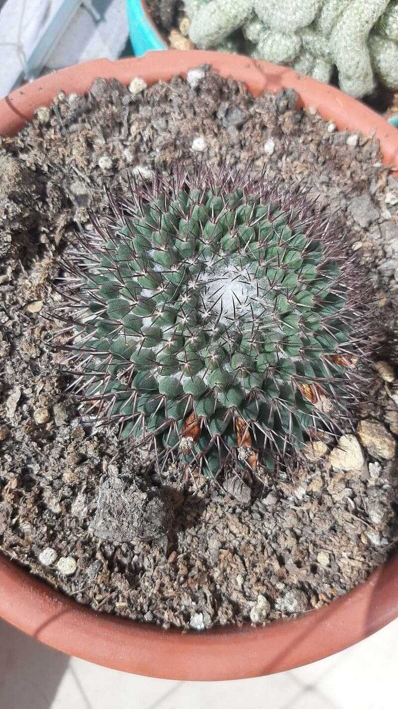 Mammillaria 6