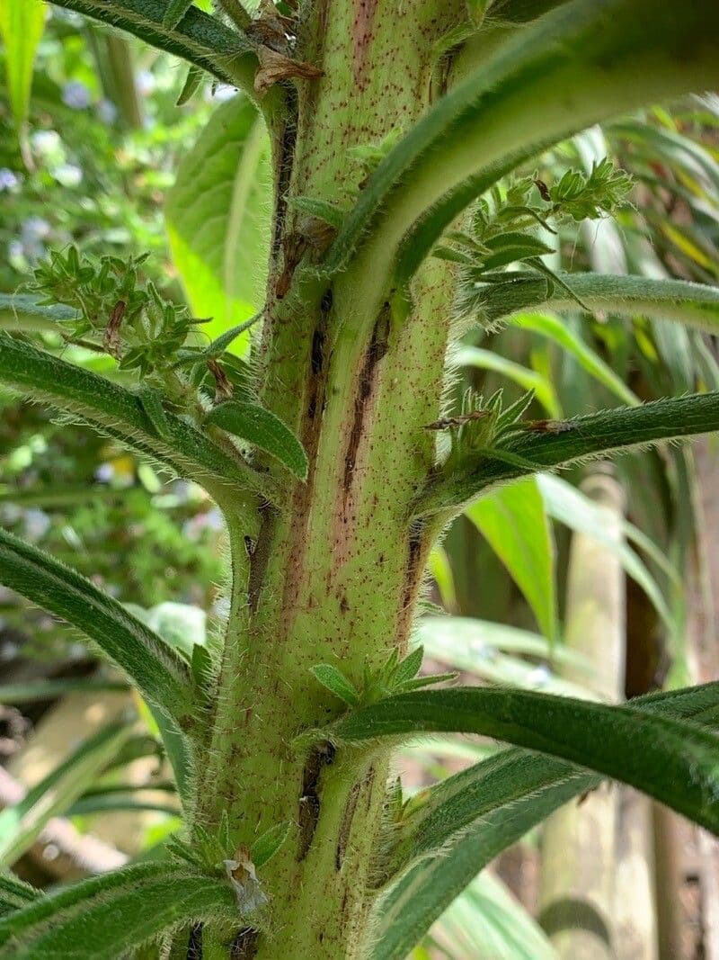 Echium di Madeira 20