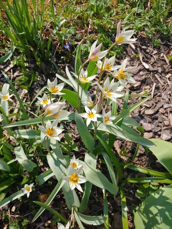 Tulip 2