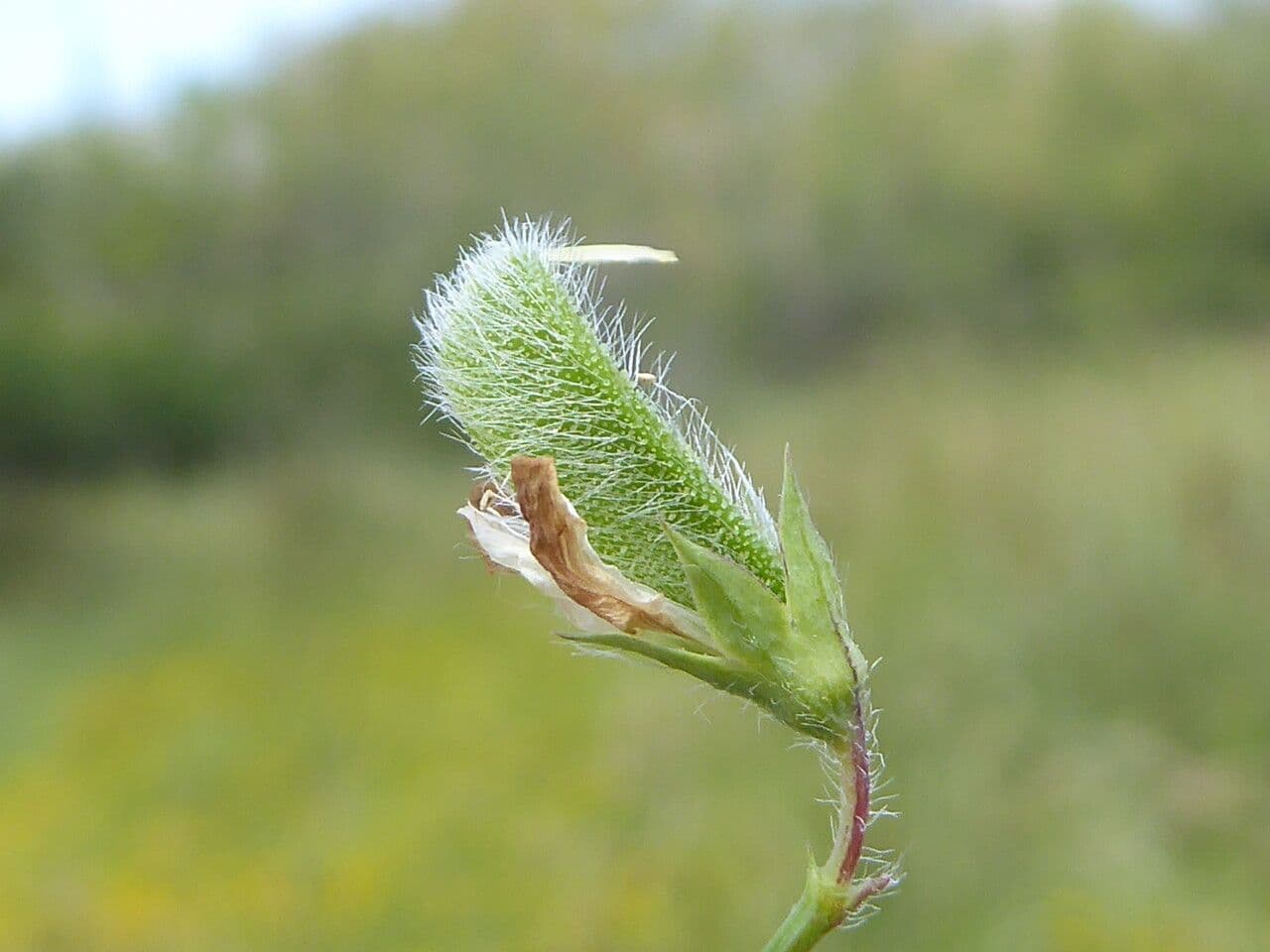 Cicerchia pelosa 2